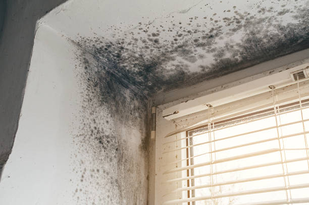 Trusted Black Mold Removal service in Spring Hill, FL - Cheap Mold Removal